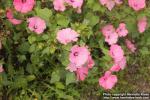 Photo: Lavatera trimestris 16.