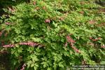 Photo: Lamprocapnos spectabilis 07.