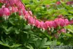 Photo: Lamprocapnos spectabilis 08.