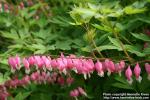 Photo: Lamprocapnos spectabilis 09.