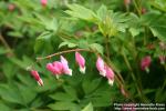 Photo: Lamprocapnos spectabilis 10.