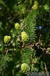 Photo: Larix kaempferi 06.