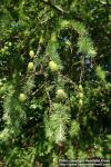 Photo: Larix kaempferi 08.