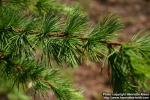 Photo: Larix kaempferi 12.