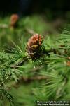 Photo: Larix gmelinii 5.