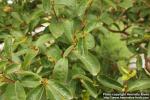 Photo: Lagerstroemia indica 3.