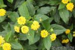 Photo: Lantana camara 08.