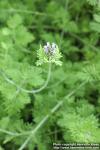 Photo: Lavandula multifida 11.