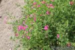 Photo: Lathyrus tuberosus 2.