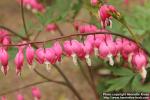 Photo: Lamprocapnos spectabilis 20.