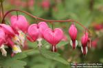 Photo: Lamprocapnos spectabilis 21.