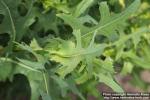 Photo: Lactuca serriola 8.