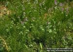 Photo: Lamium amplexicaule.