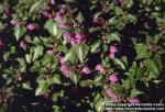 Photo: Lamium maculatum 1.