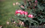 Photo: Lamprocapnos spectabilis 1.