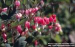 Photo: Lamprocapnos spectabilis 2.