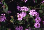 Photo: Lantana 1.