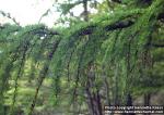 Photo: Larix kaempferi.