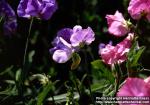 Photo: Lathyrus odoratus 4.