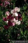 Photo: Lathyrus odoratus 5.