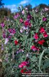 Photo: Lathyrus odoratus 8.