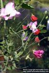 Photo: Lathyrus odoratus.