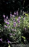 Photo: Lavandula angustifolia 6.