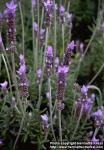 Photo: Lavandula dentata.