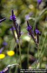 Photo: Lavandula multifida 1.