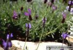 Photo: Lavandula multifida 3.