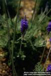 Photo: Lavandula multifida 7.