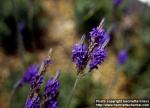 Photo: Lavandula multifida 8.