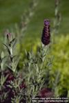 Photo: Lavandula stoechas 1.