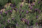 Photo: Lavandula stoechas 2.