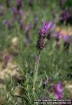 Photo: Lavandula stoechas 3.