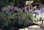 Photo: Lavandula stoechas 5.