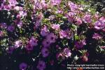 Photo: Lavatera trimestris.