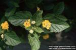 Photo: Lantana 4.