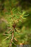 Photo: Rhododendron tomentosum 6.