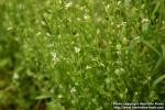 Photo: Lepidium sativum.