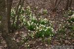 Photo: Leucojum vernum.