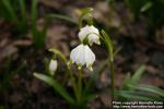 Photo: Leucojum vernum 2.