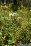 Photo: Rhododendron tomentosum 7.