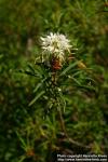 Photo: Rhododendron tomentosum 8.