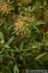 Photo: Rhododendron groenlandicum 1.