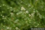 Photo: Lepidium sativum 3.