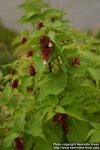 Photo: Leycesteria formosa.