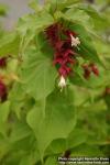 Photo: Leycesteria formosa 1.