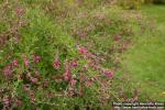 Photo: Lespedeza thunbergii.