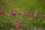 Photo: Lespedeza thunbergii 2.